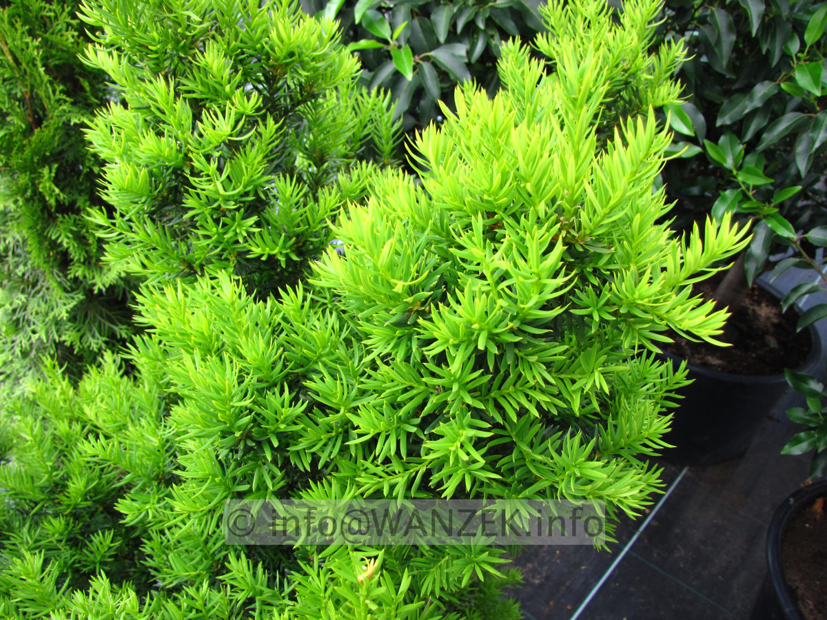 Taxus media Hillii - im Austrieb.JPG